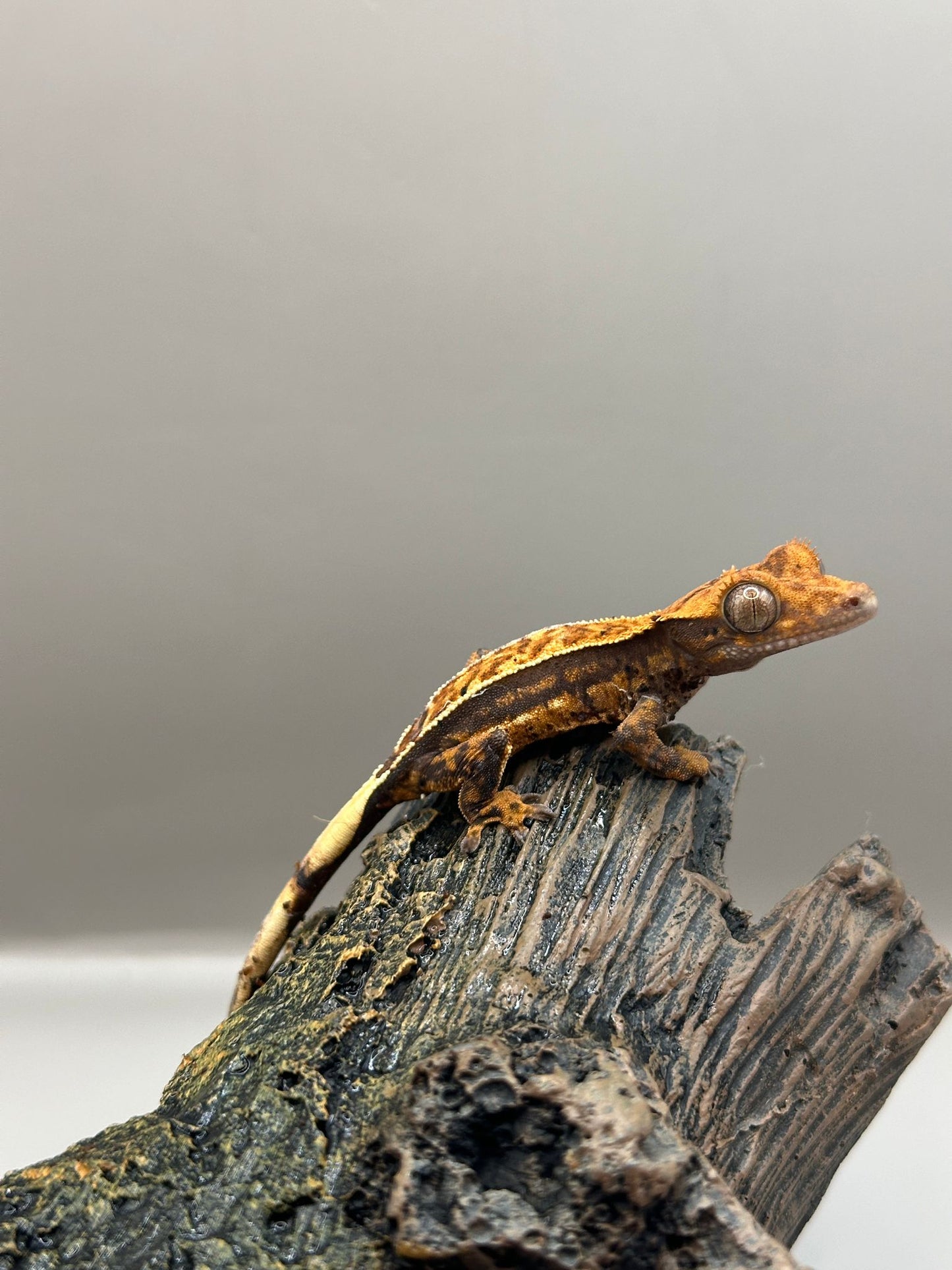 Wimpergekko 3