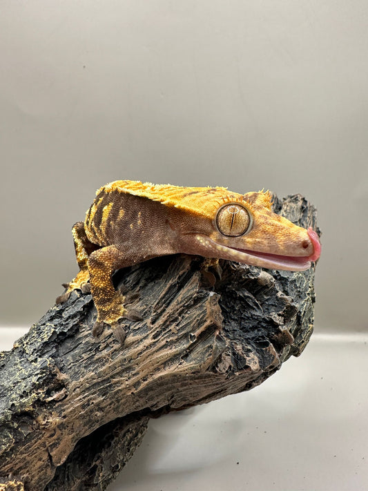 Wimpergekko 4