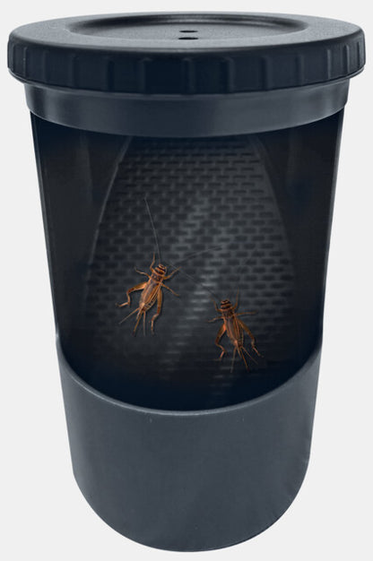 Repto - Insect Buffet