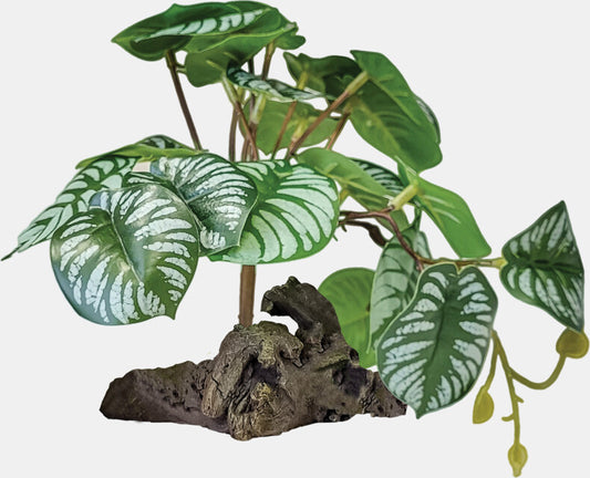 Repto - Plant on Deco Begonia