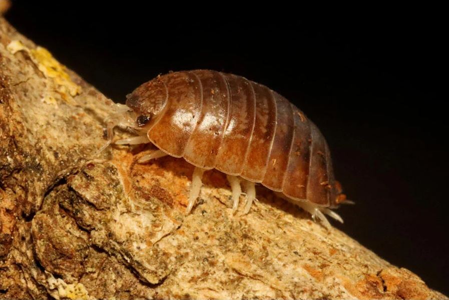 Leptotrichus panzeri