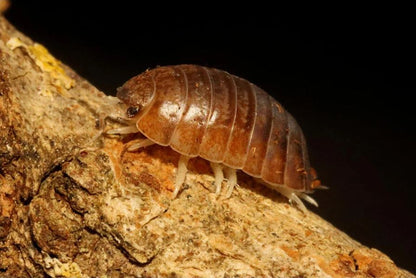 Leptotrichus panzeri