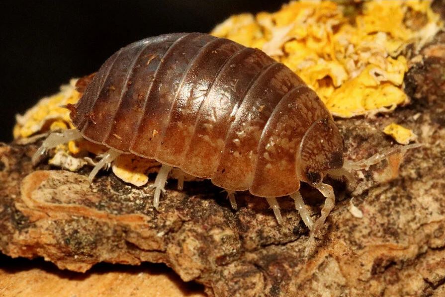 Leptotrichus panzeri