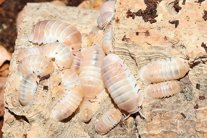 Cubaris sp. "Panda King Pink"