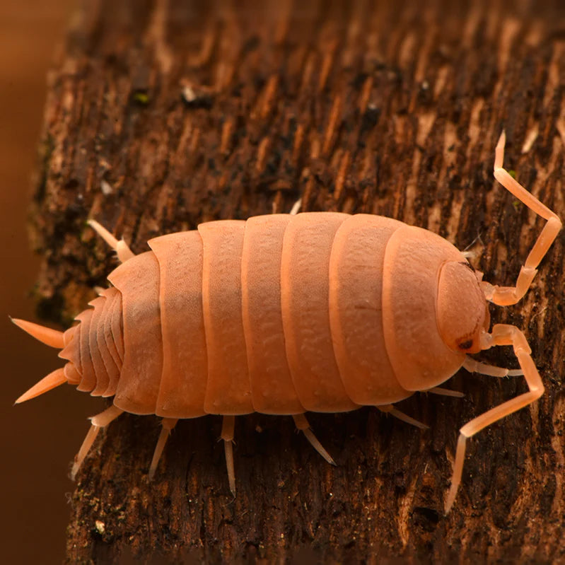 Porcellionides pruinosus “Powder Orange”