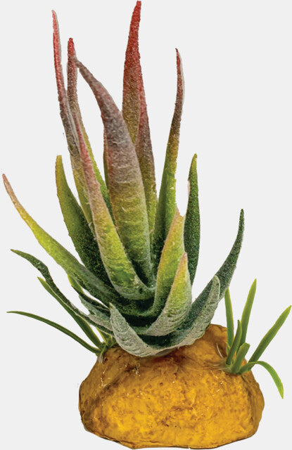 Repto - Plant Aloe Red Tip
