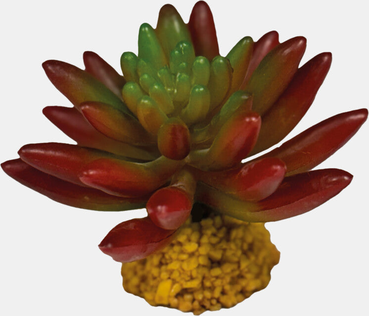 Repto - Plant Succulent Red