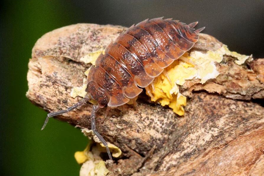 Porcellio scaber "Red Calico"