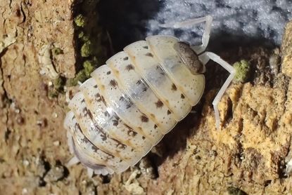 Porcellio nicklesi "Rubivan"