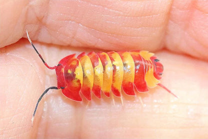 Ardentiella sp. "Scarlet"