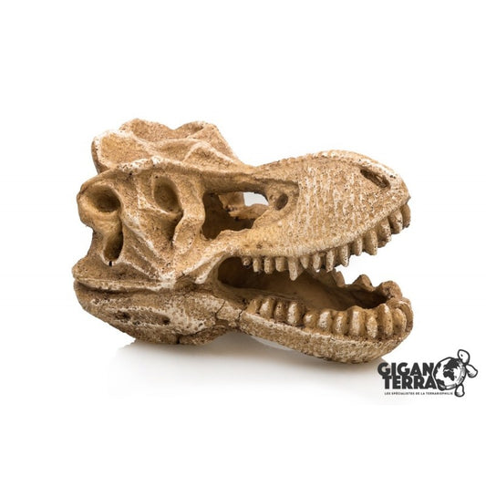 Giganterra - T-rex Schedel