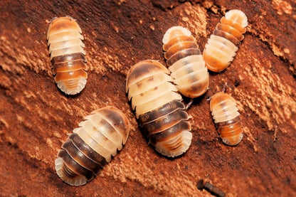 Cubaris sp. "White Shark"