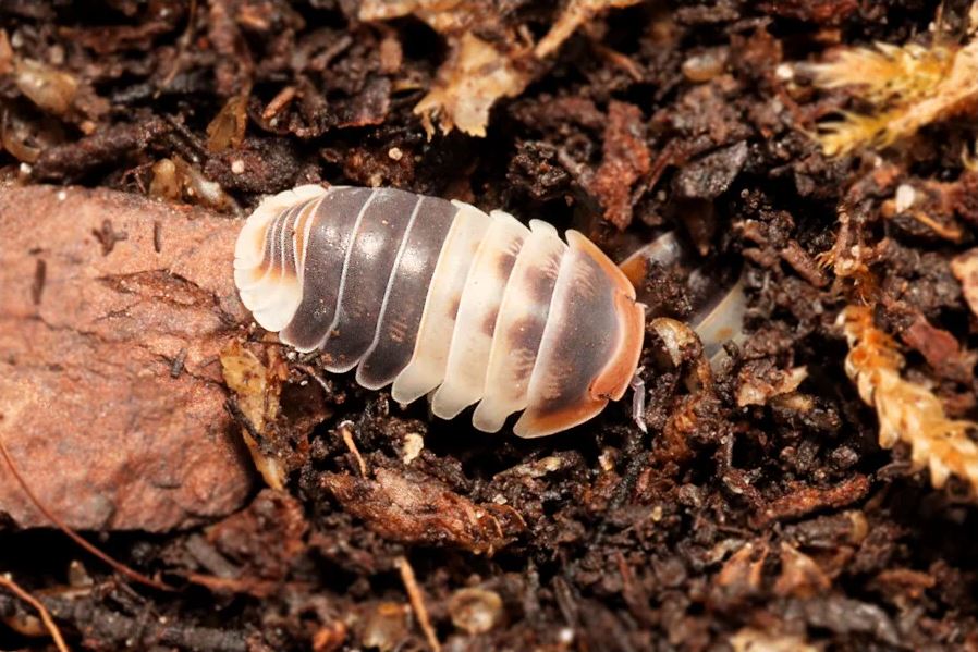 Cubaris sp. "White Shark"