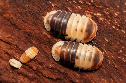 Cubaris sp. "White Shark"