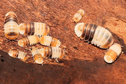 Cubaris sp. "White Shark"