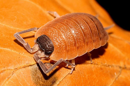 Porcellio silvestrii