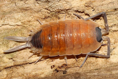Porcellio silvestrii