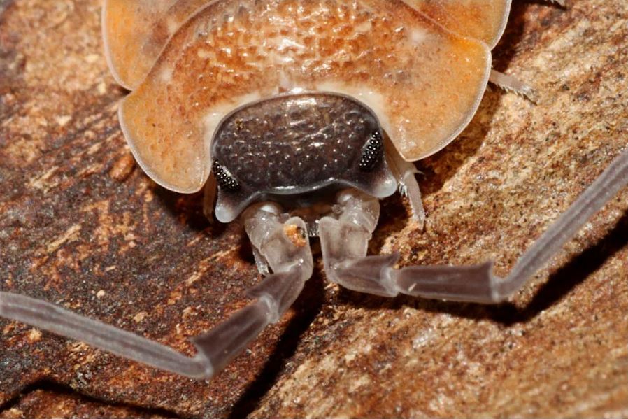 Porcellio silvestrii
