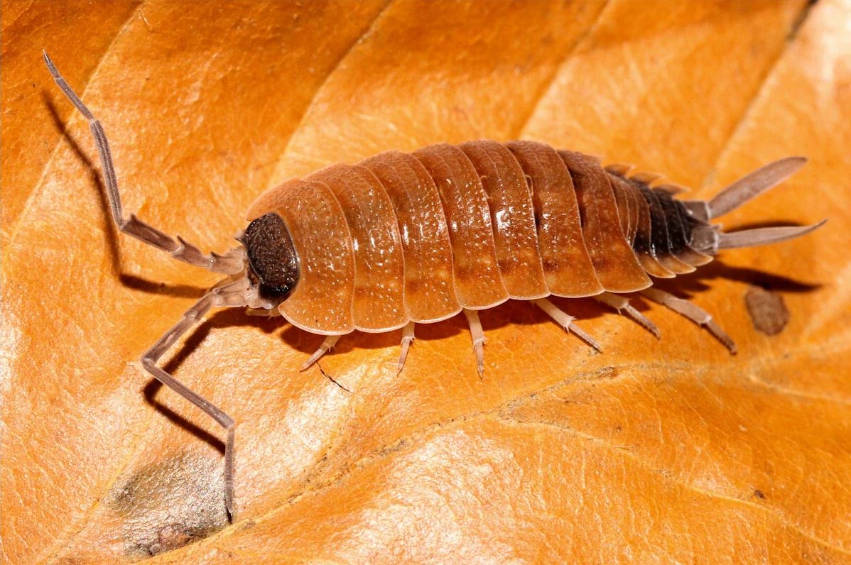Porcellio silvestrii