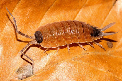 Porcellio silvestrii