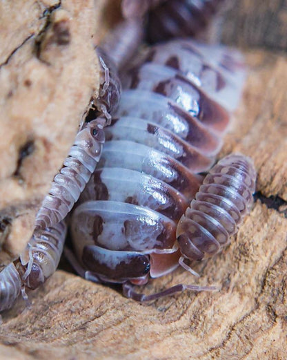 Armadillidium klugii "Skeleton"