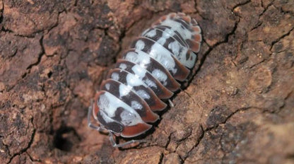 Armadillidium klugii "Skeleton"