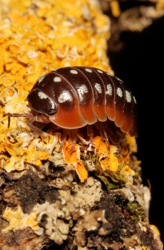 Armadillidium klugii "Slano"