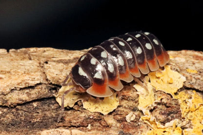Armadillidium klugii "Slano"