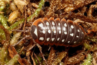 Armadillidium klugii "Slano"