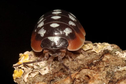 Armadillidium klugii "Slano"
