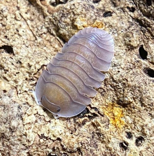 Troglodillo sp. "Soil"