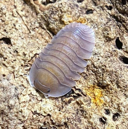 Troglodillo sp. "Soil"