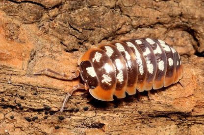 Armadillidium klugii "Split"