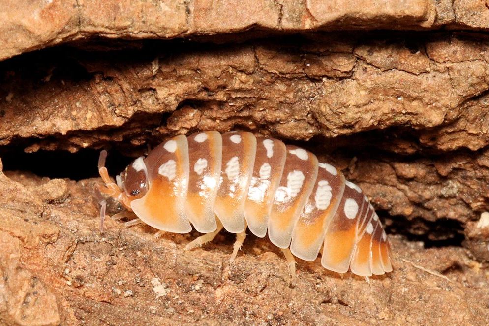 Armadillidium klugii "Split"