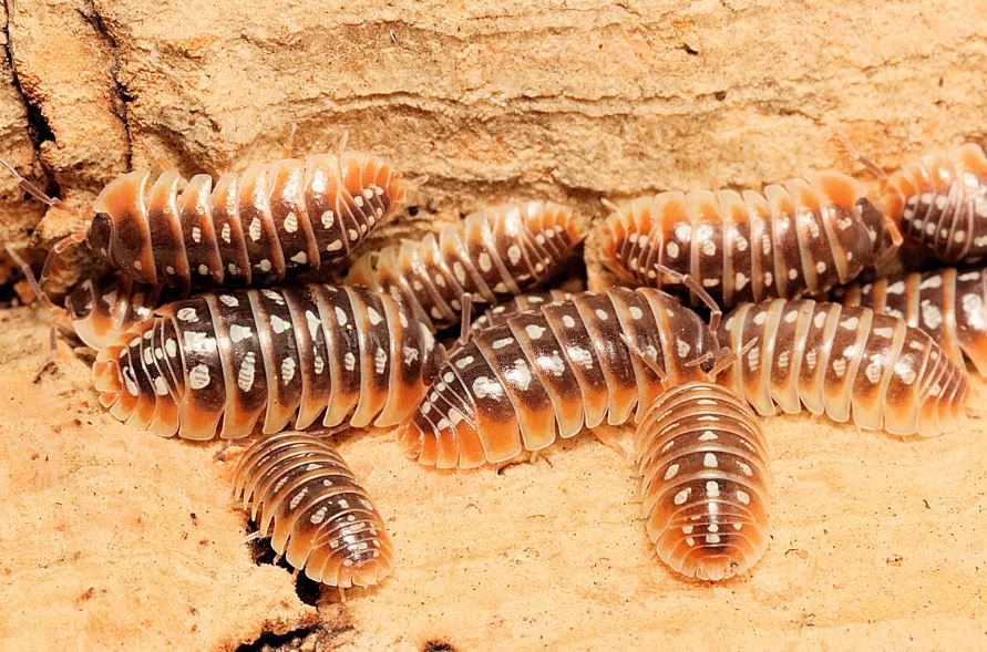 Armadillidium klugii "Split"