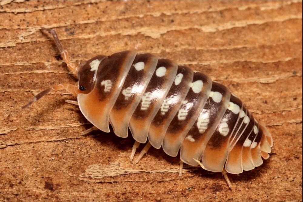 Armadillidium klugii "Split"