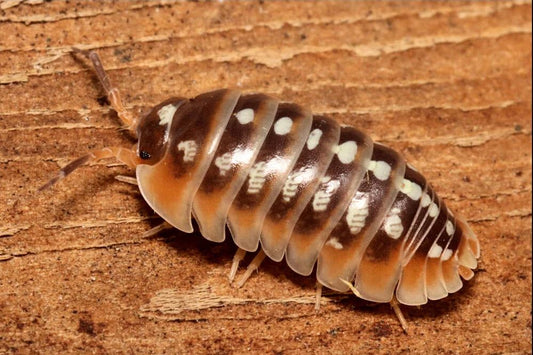 Armadillidium klugii "Split"