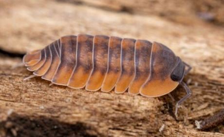 Cubaris sp. "Orange Tiger Surat Thani"