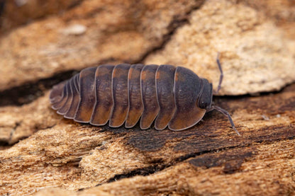 Cubaris sp. "Orange Tiger Surat Thani"