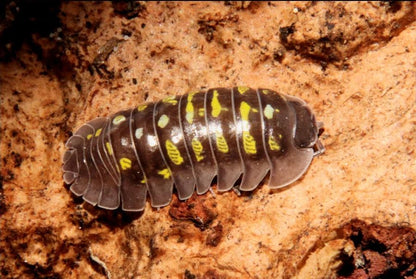 Armadillidium tirolense "Lake Garda"