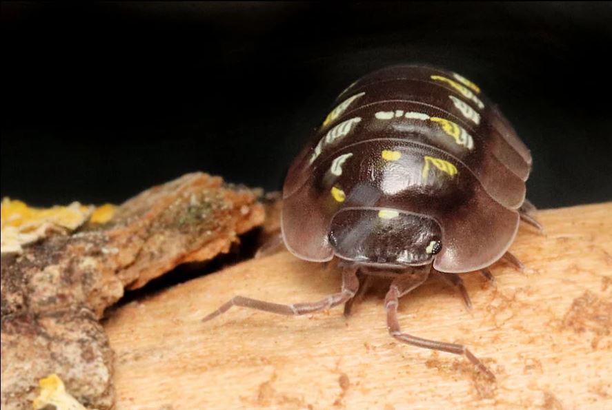 Armadillidium tirolense "Lake Garda"