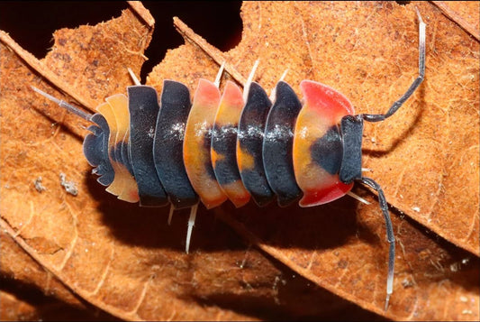 Ardentiella sp. "Tri Color"