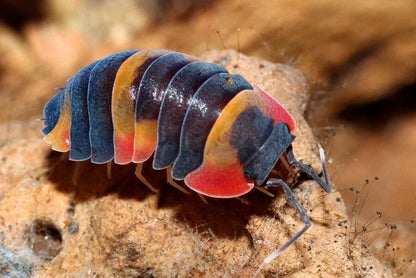 Ardentiella sp. "Tri Color"