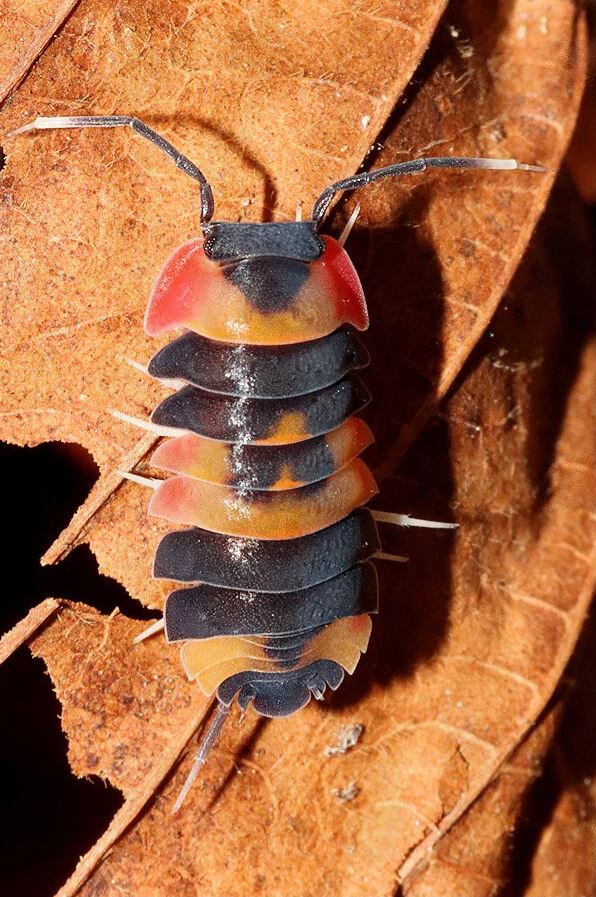 Ardentiella sp. "Tri Color"