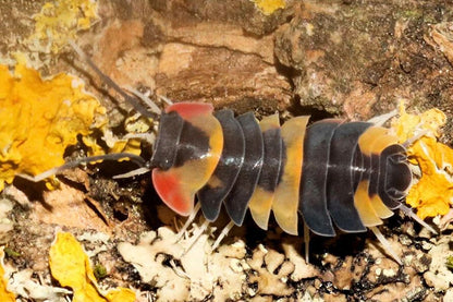 Ardentiella sp. "Tri Color"