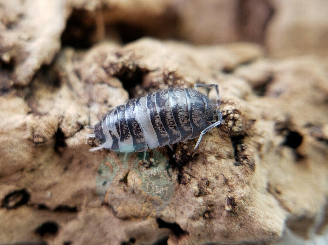 Cylisticus convexus ‘Ukraine Pied’