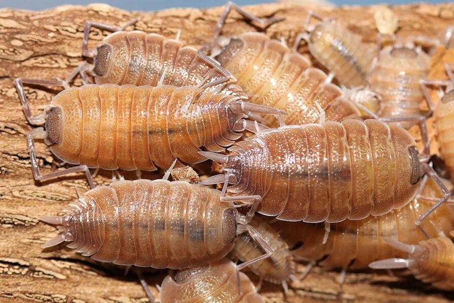 Porcellio nicklesi "Valencia"