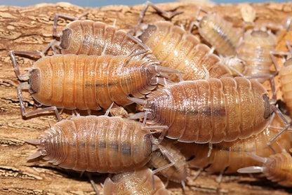 Porcellio nicklesi "Valencia"