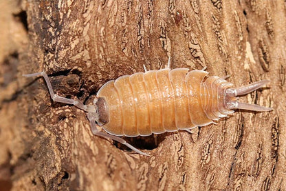 Porcellio nicklesi "Valencia"