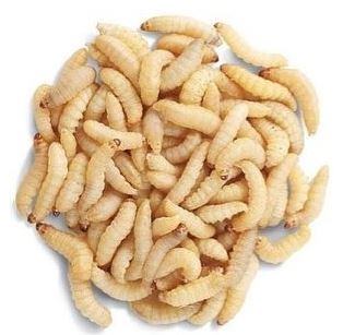 Wax moth larvae